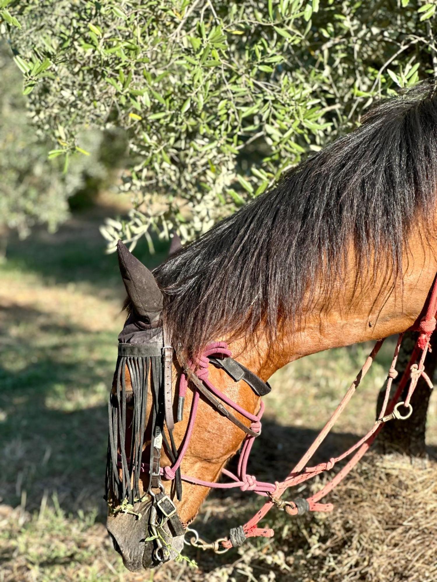 Agriturismo Fattoria Lavacchio بونتاسيفي المظهر الخارجي الصورة
